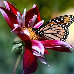 Meet your Posher, Donna